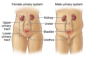 Female and male urinary systems, showing kidneys, ureters, bladder, and urethra.