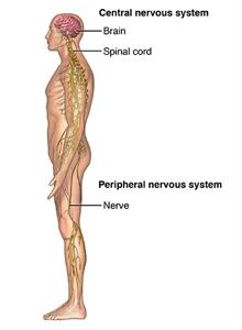 Side view of body showing central and peripheral nervous system.